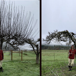 Backyard Orchard: Fruit Tree Pruning and Care