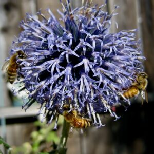 Bees & Beekeeping Pt 1: Bees Naturally