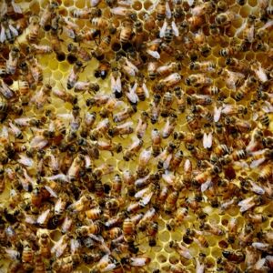 Bees & Beekeeping Pt 2: Natural Beekeeping
